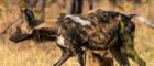 Image of African wild dog