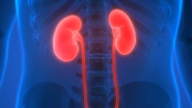 Illustration of kidney organs highlighted in red