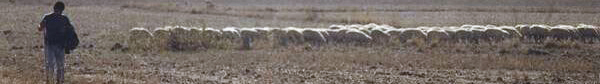 Shepherd with sheep in the Campidano, Sardinia