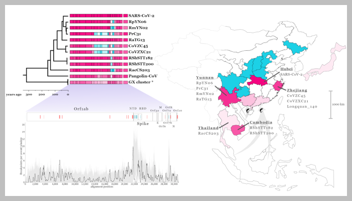 Recombination analysis of the bat and pangolin SARS-related coronaviruses genomes most closely related to SARS-CoV-2 where pink indicates proximity to SARS-CoV-2 and blue proximity to SARS-CoV. The phylogenetic tree is from the fifth recombination-minimised region, and the scale below shows time to most recent common ancestor.