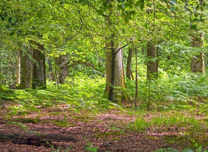 Image of woodland forest