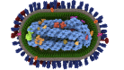 Computer generated flu virion