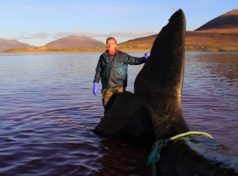 Picture for Whale News-story