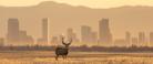 Stag against a city skyline