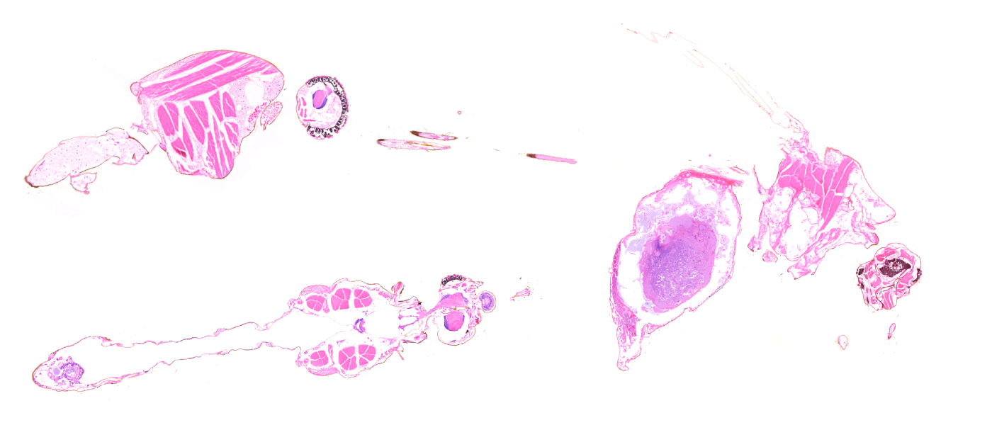 Mosquito, Anopheles colluzzii/ gambiae, stain H&E