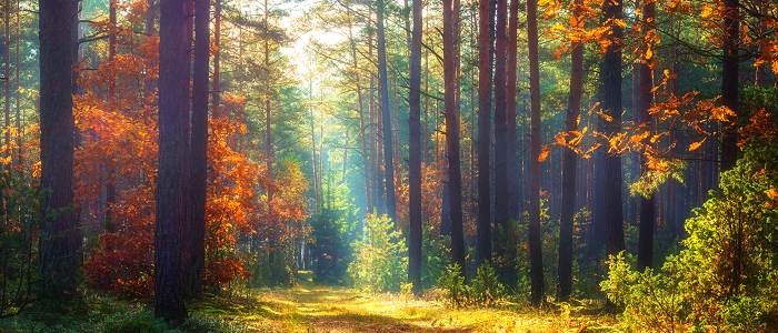 Photo of a forest with sun shining through the trees