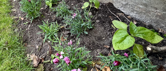 Flowers planted for World Refugee Day