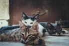 Three cats lying on the floor. 