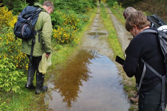 Volunteer ranger showing participants newts living in the shallow water.