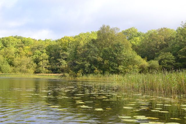 Crannog on Lough Youn, Northern Ireland. Photo: N. Whitehouse