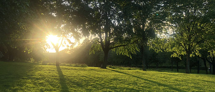 low sun shining through trees in late summer