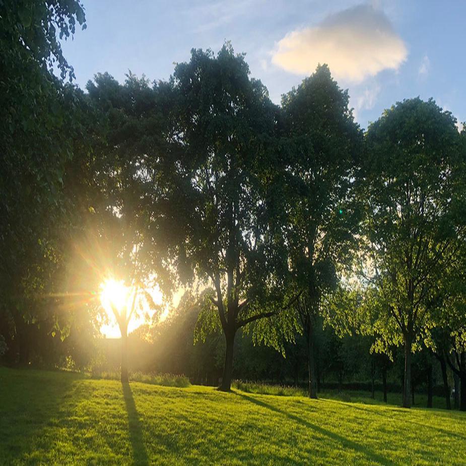 large scene of sun shining through trees in late summer