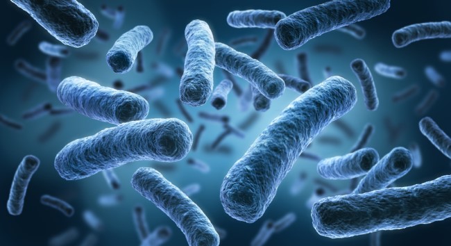 Legionella bacteria