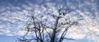 Winter tree with birds