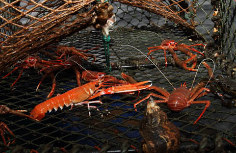 Photograph showing the contents of a creel after being in the Loch, various shellfish can be seen.