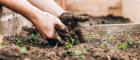 Planting in an allotment