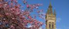 Rose tree leaves and the Uni tower with a blue sky