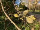 A photo of buds on a tree in Spring.