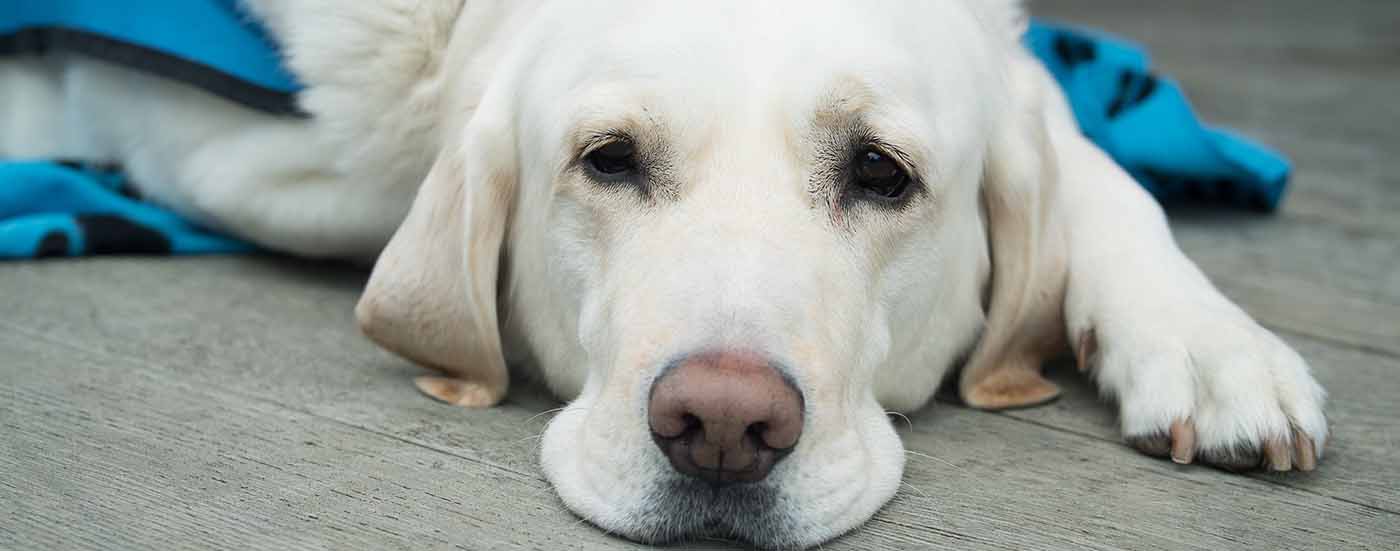 Close up image of a golden lab on a blanket