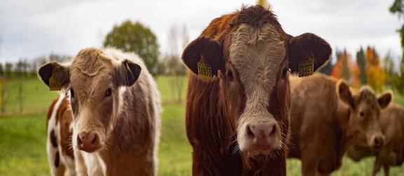 Image of brown cows in a field