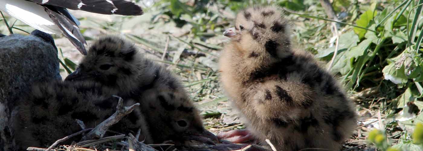 Image of Arctic Tern Chicks