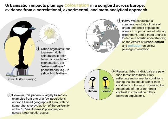 Urban great tits graphical abstract 