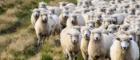 Image of sheep outdoors on a farm